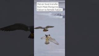 Peregrine Falcon(For licensing or usage, contact licensing@viralhog.com)subscribe #shorts #wildlife