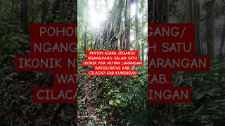 SEREM ‼️ Pohon Kiara Jegang/Ngangkang di belantara hutan larangan Wates batas Kab. cilacap-Kuningan