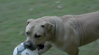 First Take: 4 legged South African Soccer Players