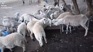 فديو 😱من قلب البادية 🐑🐏🐎طريقة جمع الحطب والمحصول الزراعي