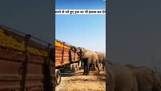 हाथी ट्रक से सामान क्यों चुराते हैं? |। Thailand elephant |