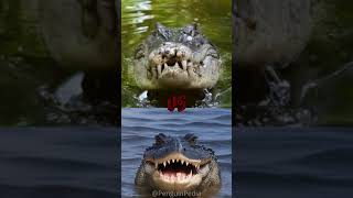 The Difference Between a Crocodile and Alligator! 🐊🐊