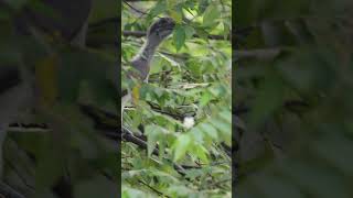 Grey Hornbill baby #birds #babybird #hornbill #inquisitive #wildlife #birding #hobby #nature #4k