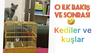 Pamuk Mavişle Karşılaşınca🤣😅