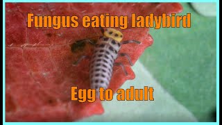 Are these from our world?, you decide Fungus eating ladybirds