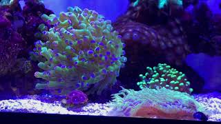 20 Gallon Reef