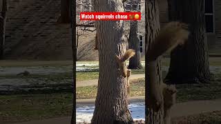 Squirrels chase 🐿️🐿️🐿️ #youtubeshorts #animals #squirrel #funny