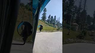 चल तेरे इश्क़ मे मर जाते है 🍁 #viral #trending #shortvideos #shorts