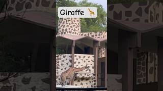 #giraffelove #animals #love #trending #zooland #lahore #shortsviral #ytshotfeed #shorts