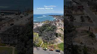 Lahaina’s Banyan Tree June 2024 Update… 10 months after the big 🔥. #maui #lahaina #lahainafire