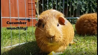 Guinea pig eating cucumber - Ginger & Chutney