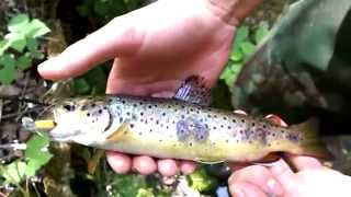 ★ Les truites de ruisseaux par Pêche Truite En Aveyron [HD] ★