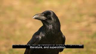 The Enigmatic Gathering: Unveiling the Secrets of a Crow 'Murder