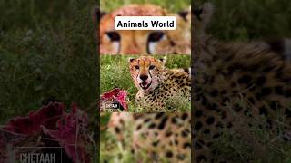 Animals World #cheetah