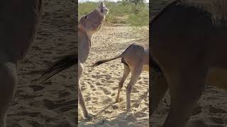 Donkey Love her partner #ytshortsvideo #donkey #animals #funnyanimal #donkeyfarm #funny