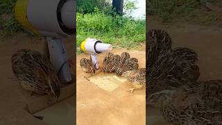 Effective Bird Trap 100%#shorts