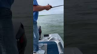 Lake St. Clair Tiger Muskie jumps out of water on light tackle