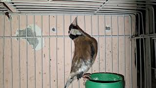 My goldfinch in the evening #viral #birds #goldfinch #love #goldfinchsinging #cockatiel #animals