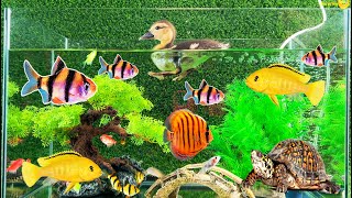 Catch Amazingly Colorful Ornamental Turtles In Caves, Koi Fish, Guppies, Angelfish | Fishing Video