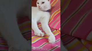 Our cat doing Close Open 😻 #cats #catshorts #cutecat #shorts #shortvideo