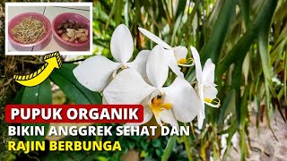 MANJUR !!!, PUPUK ALAMI , BIKIN ANGGREK SUBUR DAN RAJIN BUNGA