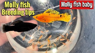 Molly Fish | Molly Fish Breeding tips | Molly Fish baby | Molly Fish Giving Birth  | Molly fish fry