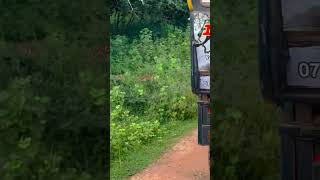 Sri Lankan Leopard hunting & eating a rabbit infront of many safari jeeps