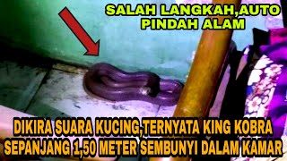 KOBRA SEPANJANG 1,50 METER DI TEMUKAN DALAM KAMAR TIDUR,AWALNYA TERDENGAR DESUSAN TERNYATA RAJA ULAR