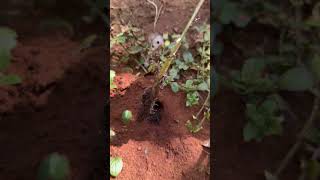 Funny cricket is attacked by black ants so cool #shorts