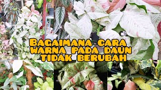 kenapa warna pada daun bertukar warna