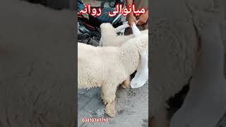 jin dosto ko sasty sheep chayen rabta kren #babysheep #viralshort #Cargolivestock