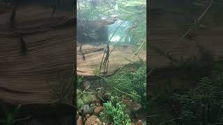 Pea Puffers in community tank with snails, skuds and shrimp