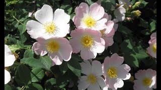 Rosas silvestres x rosas cultivadas.