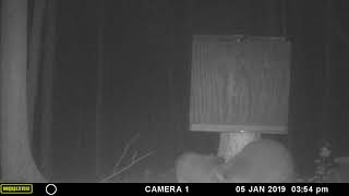 Old 1 eyed raccoon comes into the feeder