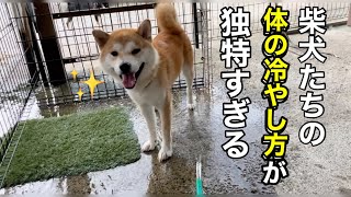 柴犬たちの体の冷やし方がそれぞれ個性的でした！