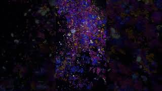 teamLab Supernature Macau - チームラボ  - Macau One Minute 澳門一分鐘  05554