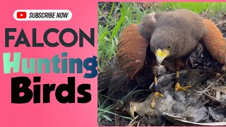 How Falconers Hunt with Birds #falcons #birds #Eagle #hawk #Hunting