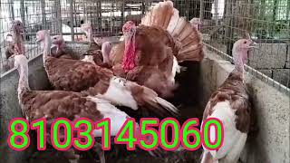 Red Bourbon Turkey Bird 8month old for sale 8103145060 MADHYA PRADESH CHHINDWARA