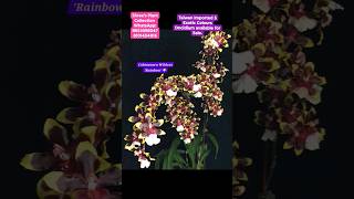 Taiwan Imported 5 Exotic Colours Oncidium available for Sale. #oncidium #orchids #reels #shorts