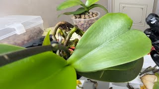 Монотонная пересадка орхидеи с большим сердцем😁💚Big-heart orchid repotting.(boredom alert🤪)