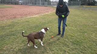 TRISH N TUBBY - THE MOST INCREDIBLE PET TRICK OF ALL TIME