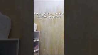 How to remove yellow stains from wall? #waterproofingexperts #waterproofingsolution  #youtubeshorts