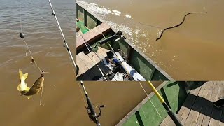 MANDI NO ANZOL NÃO FALHA, MAS PASSEI UM PERIGO NA PESCARIA