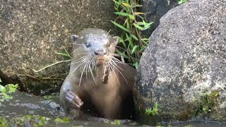 Smooth-coated Otter at Changi Business Park