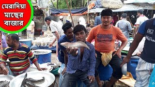 Meradia fish market | মেরাদিয়া  মাছের বাজার | Pigeon Market in Bangladesh | PigeonsMarket.Net