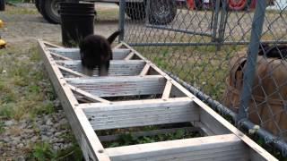 German Shepherd Puppy Doing the Ladder Jump!