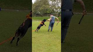 Vesti o Macacão e fui para o COMBATE #adestramento #adestramentofuncional #dog