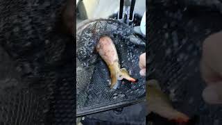 Ahora salen los calamares XXL