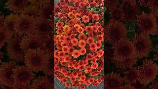 Beautiful Chrysanthemum #fallcolors #mums #flowers #falldecor #autumnvibes #september