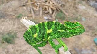 Chameleon White Camouflage Fail